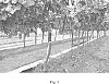 Vitis%20vinifera%20L.%20%27INIA-G3%27