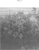 Callistemon%20citrinus%20%27CNU06%27
