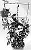 Mandevilla%20sanderi%20%27MAN222902%27