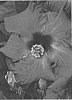 Hibiscus%20rosa-sinensis%20%27JBG%2013008%27