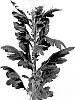 Chrysanthemum%20X%20morifolium%20%27DLFETRW1%27