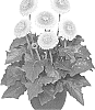Gerbera%20hybrida%20%27GLOLIP21AA%27