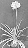 Agapanthus%20orientalis%20%27PMB020%27