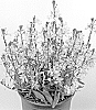 Gaura%20lindheimeri%20%27Dogaurgrabl%27