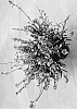 Gaura%20lindheimeri%20%27DOGAURGRAPI%27