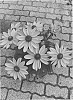 Rudbeckia%20hirta%20L.%20%27BullRudi%2010%27