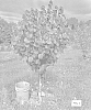 Corylus%20americana%20X%20Corylus%20avellana%20%27Photon%27