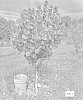 Corylus%20americana%20X%20Corylus%20avellana%20%27Photon%27