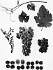 Vitis%20vinifera%20%27GENSEL%203%27