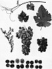 Vitis%20vinifera%20%27GENSEL%203%27