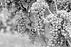 Vitis%20spp.%20hybrid%20%27Clarion%27