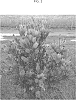 Callistemon%20citrinus%20%27CNU19%27