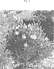 Callistemon%20R.%20Br.%20%27CNU07%27