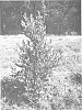Prunus%20caroliniana%20%27Whit%20XXXIV%27