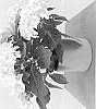 Hydrangea%20macrophylla%20%27HIVAL%27