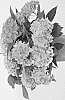 Hydrangea%20macrophylla%20%27HIOCE%27