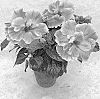 Hibiscus%20rosa-sinensis%20%27HQ298%27