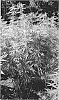 Cannabis%20sativa%20%27UNIQUE%20FLOWER%20ORIGINAL%20HAZE%27