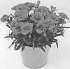 Dianthus%20caryophyllus%20L.%20%27KLEDP20346%27