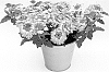Verbena%20x%20hybrida%20%27KLEVP21048%27