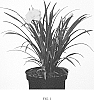 Hemerocallis%20hybrid%20%27VER00329%27