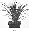 Hemerocallis%20hybrid%20%27VER00329%27