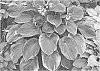 Hosta%20hybrid%20%27Terms%20of%20Endearment%27
