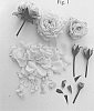 Rosa%20hybrida%20%27Poulpar128%27