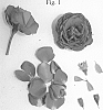 Rosa%20hybrida%20%27Poulpar126%27