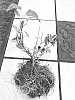 Actinidia%20valvata%20%27YNRT-1%27