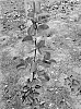 Pyrus%20x%20communis%20%27ViruTherm-2%27