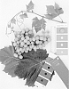 Vitis%20vinifera%20%27IFG%20Forty-eight%27