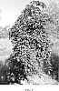 Styrax%20japonicus%20%27JFS%206SJ%27