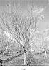 Zelkova%20serrata%20%27JFS%20KW4ZS%27