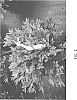 Distylium%20sp.%20hybrid%20%27DISmd-24-18%27