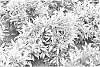 Prunus%20laurocerasus%20%27JOPRU3%27