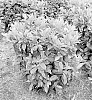 Prunus%20laurocerasus%20%27JOPRU2%27