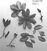 Clematis%20viticella%20%27Evipo106%27