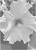 Hibiscus%20rosa-sinensis%20%27JBG%20AH-51%27