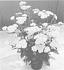 Achillea%20millefolium%20%27Bosachskyye%27