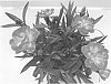 Dianthus%20caryophyllus%20%27KLEDP22470%27