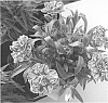 Dianthus%20caryophyllus%20%27KLEDP22471%27
