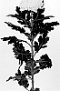 Chrysanthemum%20X%20morifolium%20%27DLFOLGA2%27