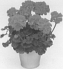 Pelargonium%20zonale%20%28L.%29%20L%27H%C3%83%C2%A9r.%20ex%20Aiton%20%27KLEPZ21596%27