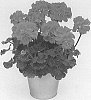 Pelargonium%20zonale%20%28L.%29%20L%27H%C3%A9r.%20ex%20Aiton%20%27KLEPZ21596%27