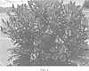 Scaevola%20crassifolia%20%27Luedansca%27