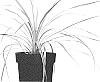 Cordyline%20australis%20%27ALCORLIPA%27