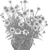 Echinacea%20purpurea%20%27Hilmoomotiv%27