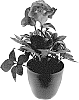 Helleborus%20x%20lemperii%20%28Helleborus%20niger%20X%20Helleborus%20x%20hybridus%29%20%27HL%201012%27