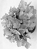 Heuchera%20hybrida%20%27DOHEURGABERU%27